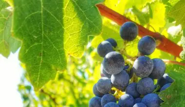 what month do grape vines flower