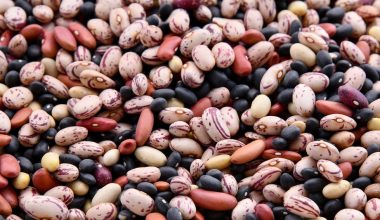 what is the botanical name of beans