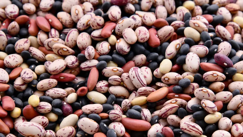 what is the botanical name of beans