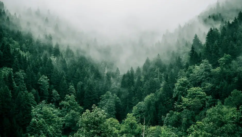 how much co2 does a tree absorb