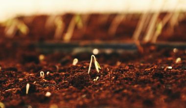 how to grow artichokes from seed