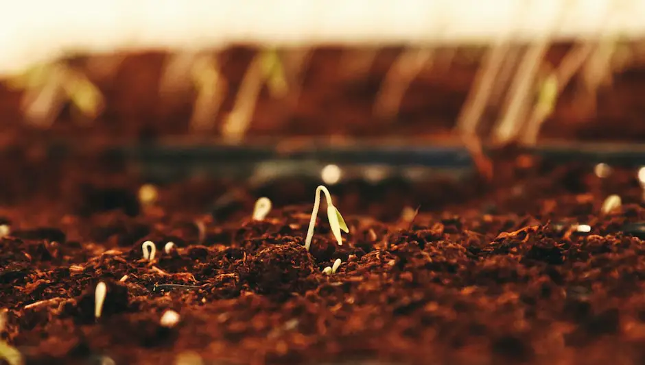 how to grow artichokes from seed