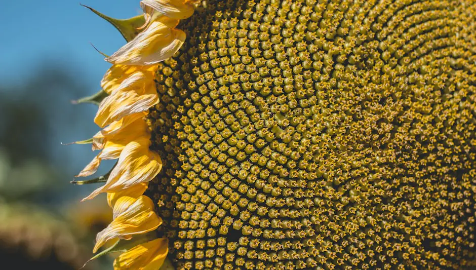 how to plant sunflower seeds in a cup