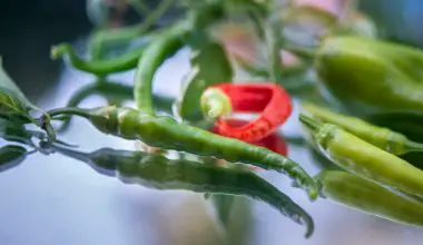 when to harvest serrano peppers