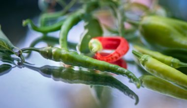 when to harvest serrano peppers