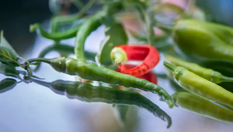 when to harvest serrano peppers