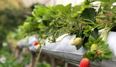 how much light do strawberries need to grow