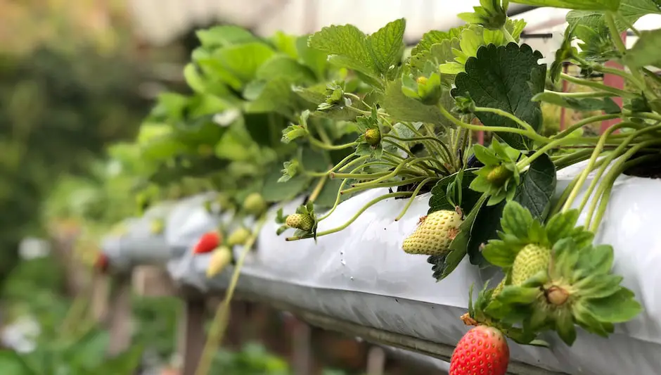 how much light do strawberries need to grow