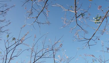 what does a white oak tree look like