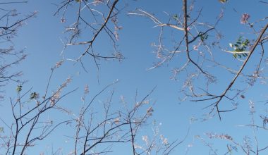 what does a white oak tree look like