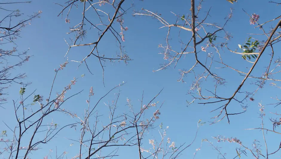 what does a white oak tree look like