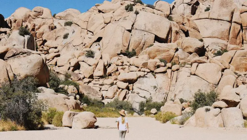 Why Is It Called Joshua Tree? (Described for Everyone)