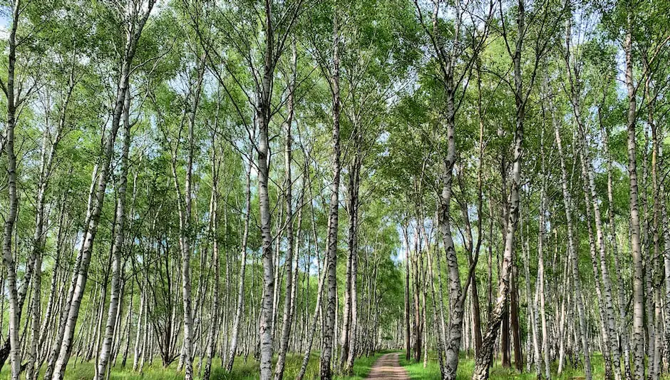 what causes birch tree leaves to turn yellow