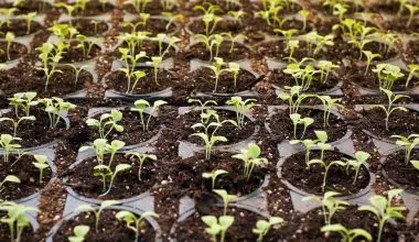 how to make your vegetable plants grow faster