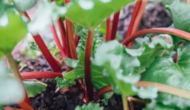 can you eat rhubarb that has gone to seed