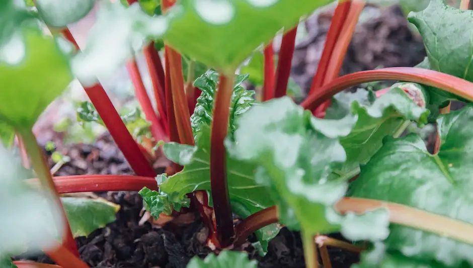 can you eat rhubarb that has gone to seed