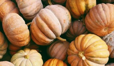 when to harvest jack o lantern pumpkins