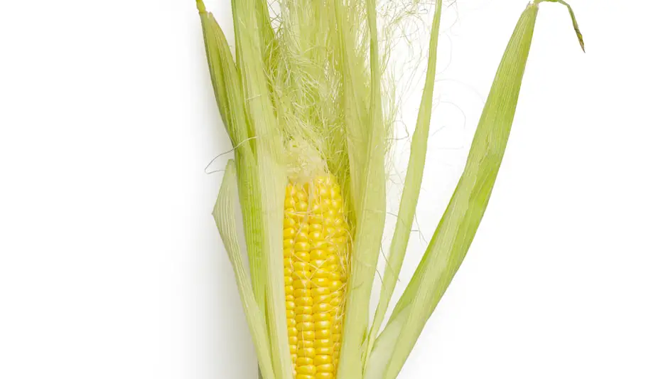how to save corn seeds
