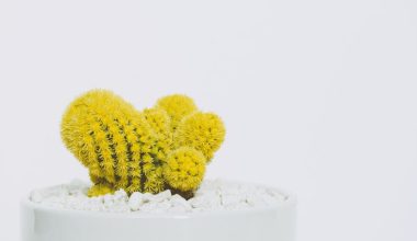 how to identify my cactus plant