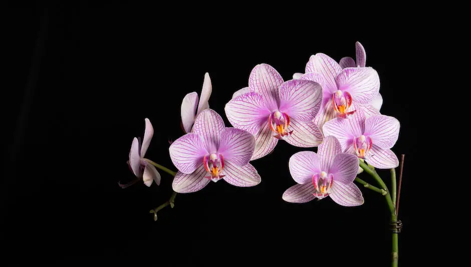 how to hang an orchid on a tree