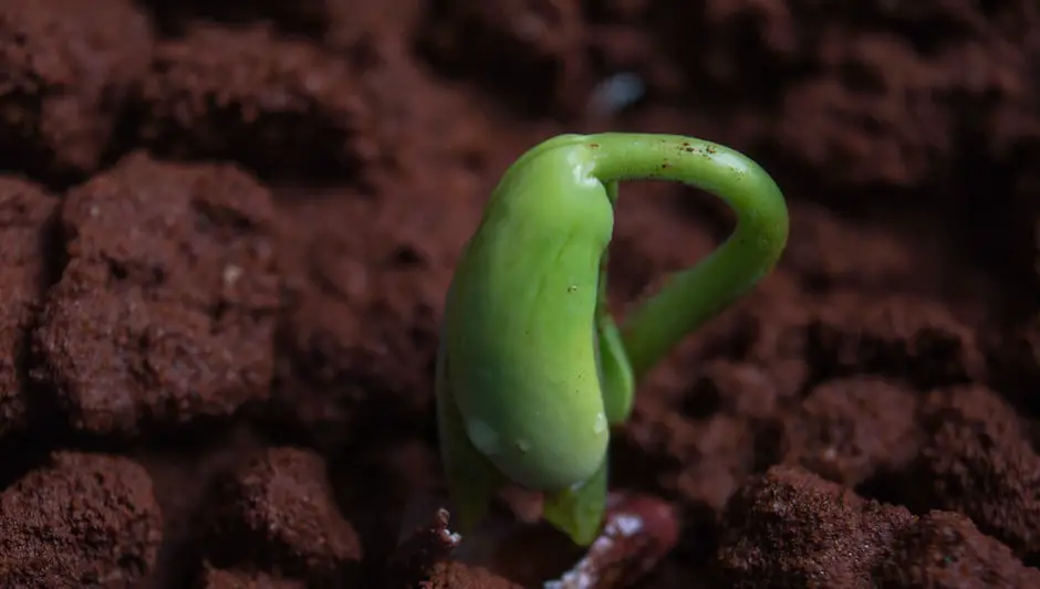 when to plant radish seeds