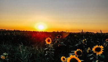 how long do wild flower seeds last