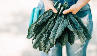 when is kale ready to harvest