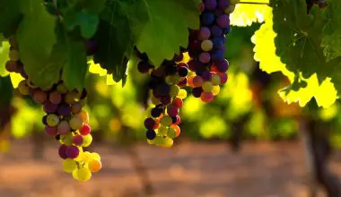 how long do grape vines produce fruit