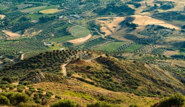 will olive trees grow in tennessee