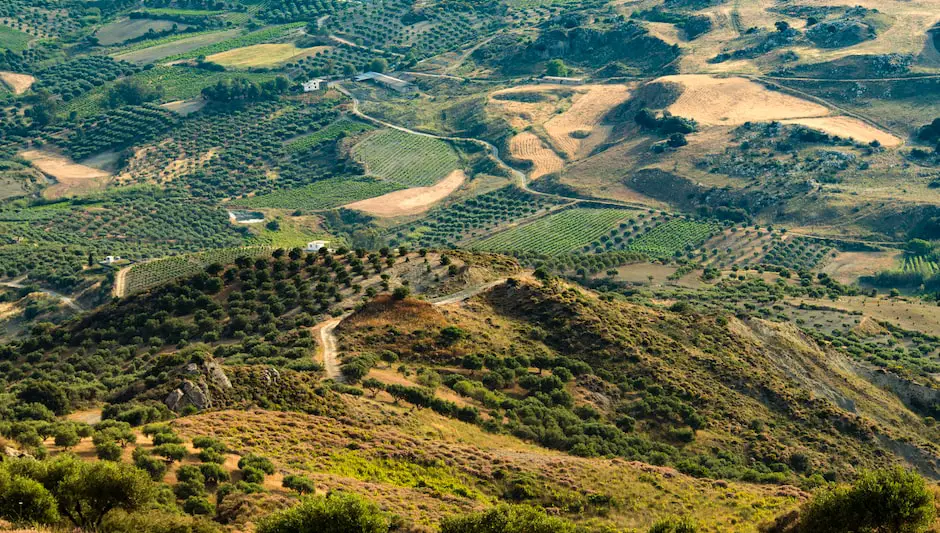 will olive trees grow in tennessee