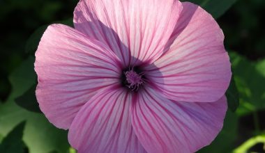 how to prune lavatera