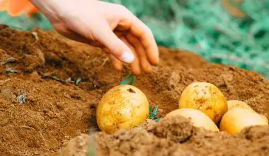 how to cut seed potatoes