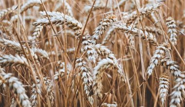 how to harvest crops in stardew valley