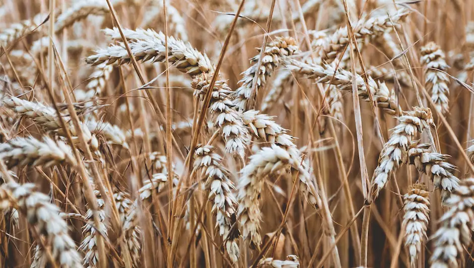 how to harvest crops in stardew valley