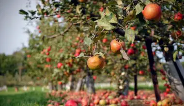when to prune fruit trees in california