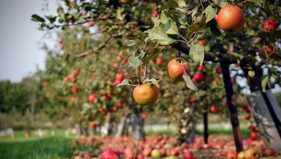 when to prune fruit trees in california