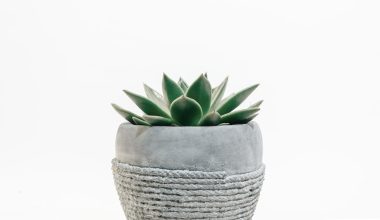 how long do succulents take to grow