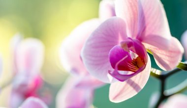 are orchids edible for humans