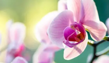 what to do after orchid flowers die