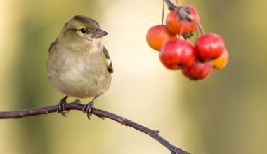 what other kinds of animals are attracted to bird seed