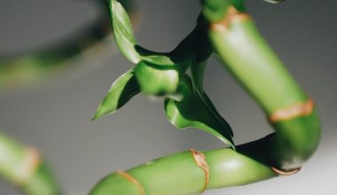 why is my indoor bamboo plant turning yellow