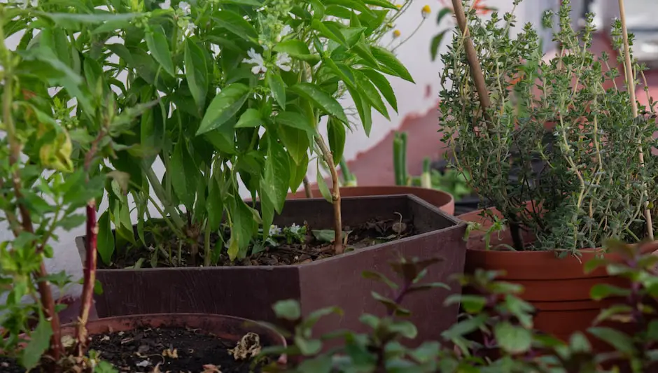 how to grow an organic vegetable garden