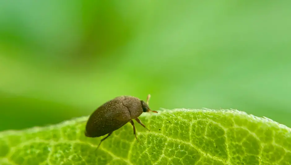 are aphids attracted to light