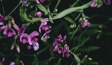 are sweet pea seeds poisonous