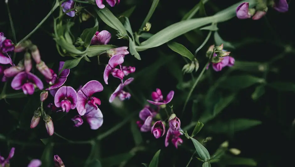 are sweet pea seeds poisonous