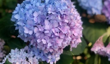 can you grow oakleaf hydrangea in a pot