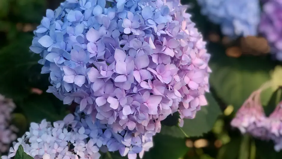 can you grow oakleaf hydrangea in a pot