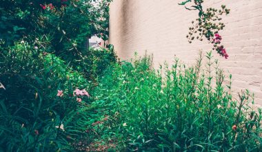 are all shrubs perennials